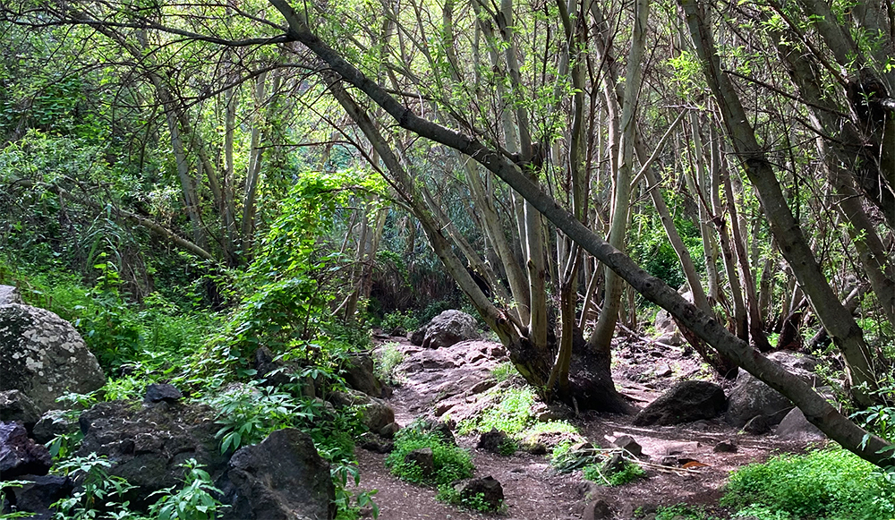 Wandern auf Gran Canaria in die Falkenschlucht