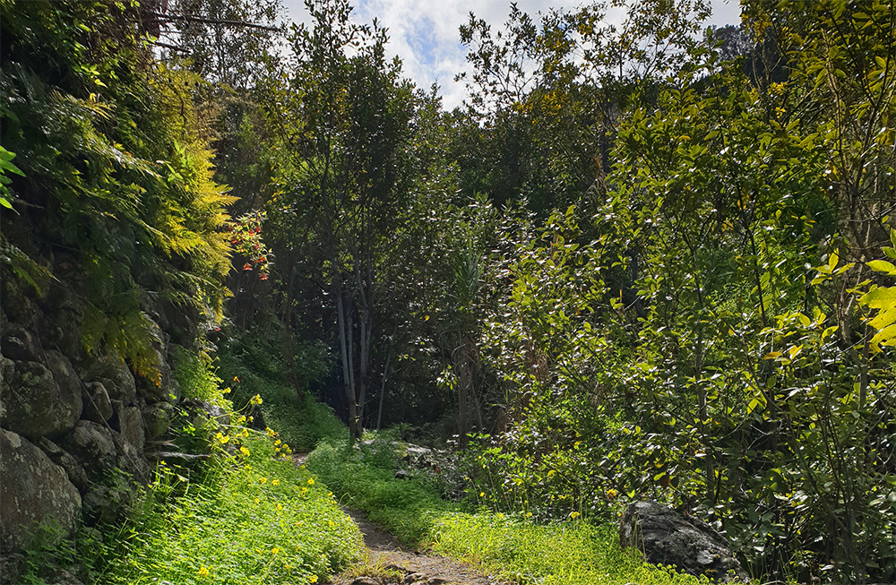 Wandern auf Gran Canaria in den Lorbeerwald